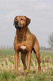 RODESIAN RIDGEBACK 038